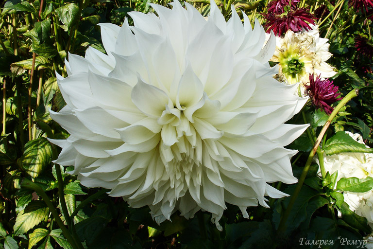  Fleurel - 