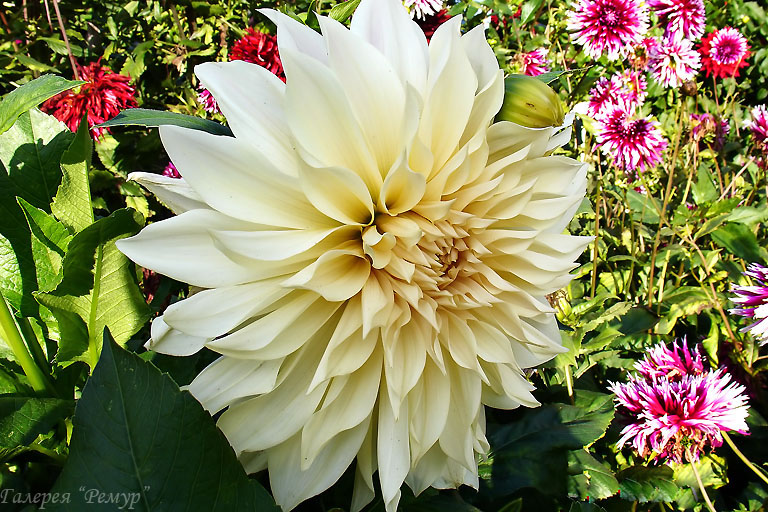  Cafe Au Lait -   