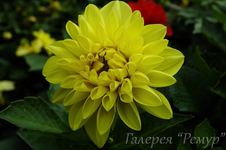  Hello Yellow