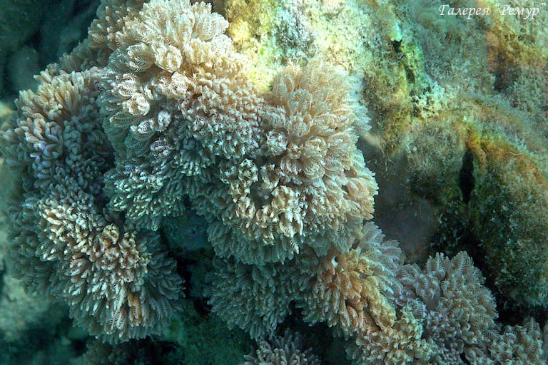 пульсирующий коралл