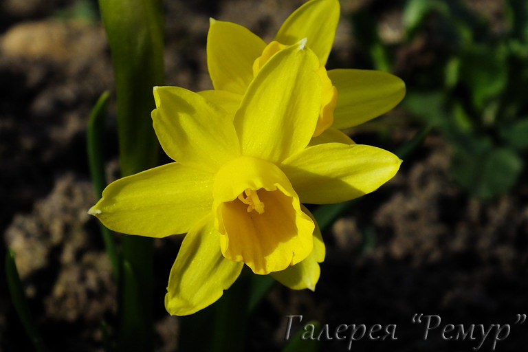  Tete-a-Tete