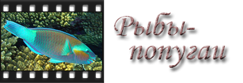 Рыбы-попугаи